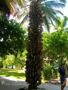 maldives rihiveli totem